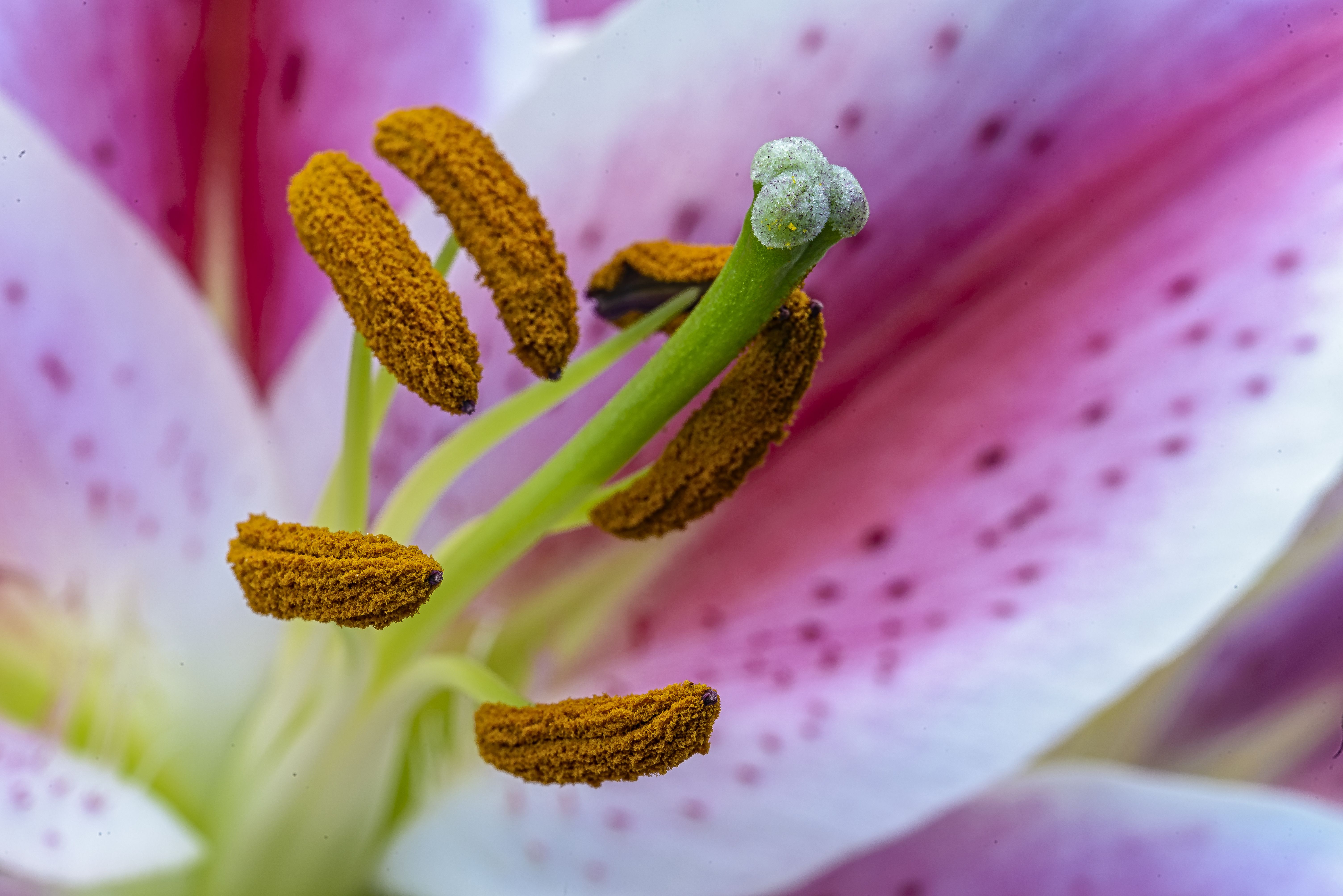 Download Flower Nature Close Up 4k Ultra HD Wallpaper