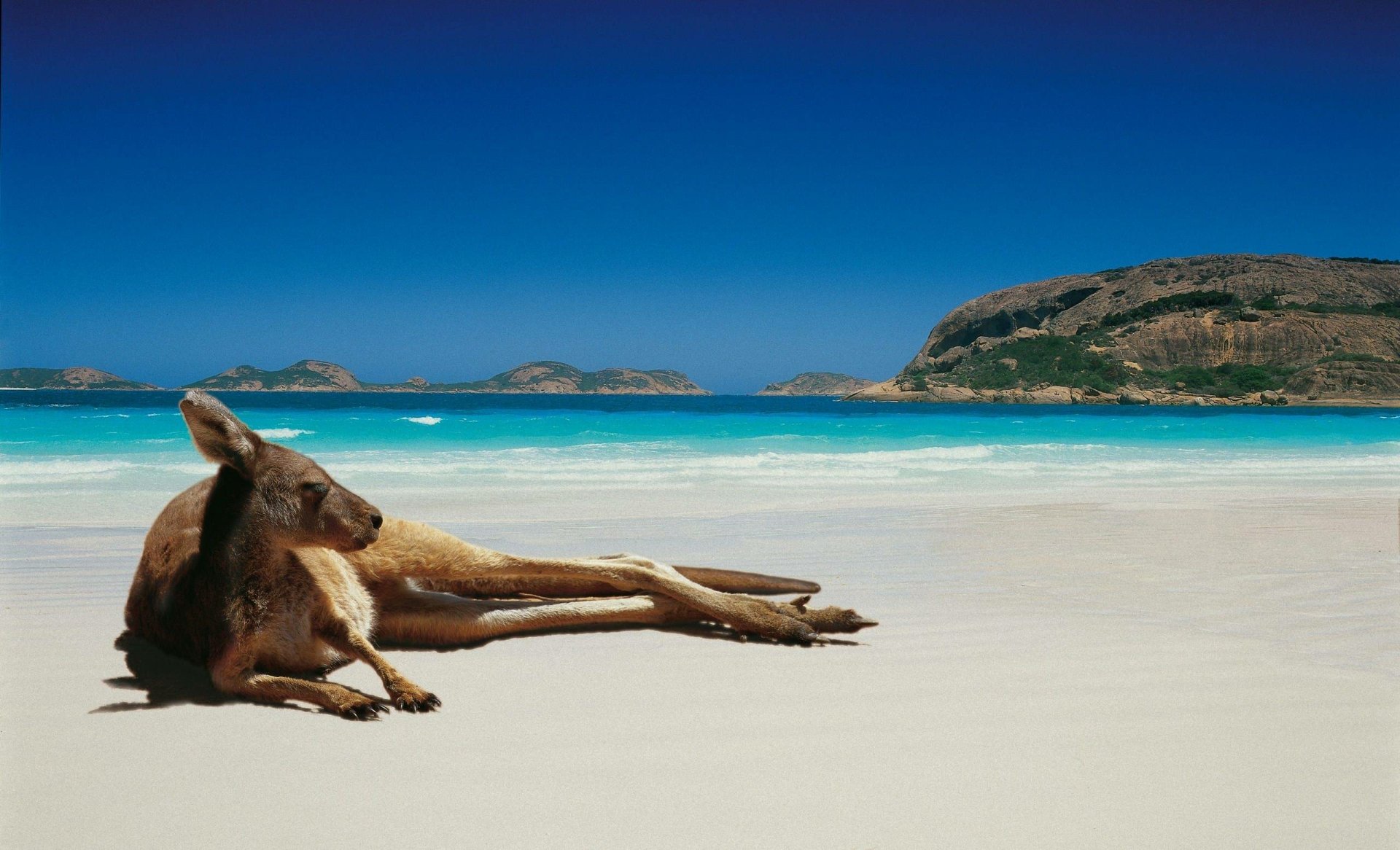 A kangaroo resting on a pristine sandy beach with a vibrant blue ocean and rocky coastline in the background, captured in HD for a desktop wallpaper.