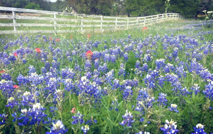 fence purple flower nature texas bluebonnets HD Desktop Wallpaper | Background Image