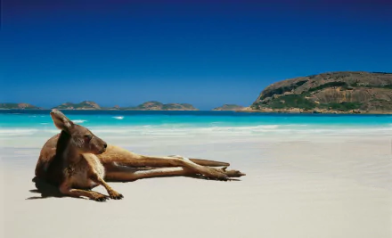 A kangaroo resting on a pristine sandy beach with a vibrant blue ocean and rocky coastline in the background, captured in HD for a desktop wallpaper.