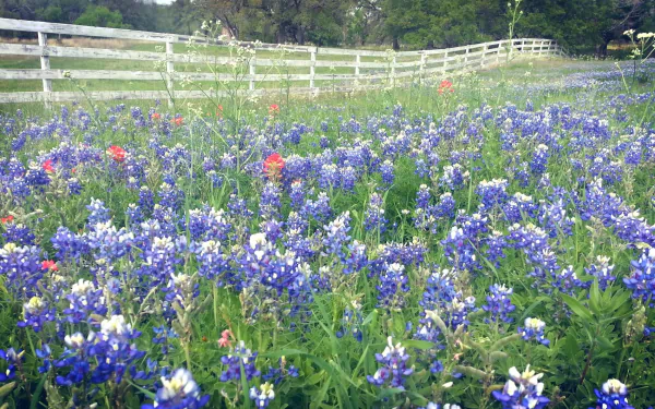 fence purple flower nature texas bluebonnets HD Desktop Wallpaper | Background Image