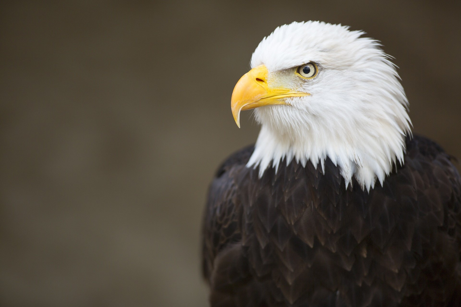 HD PC desktop wallpaper featuring a close-up of a bald eagle with sharp yellow beak and white head against a blurred brown background.