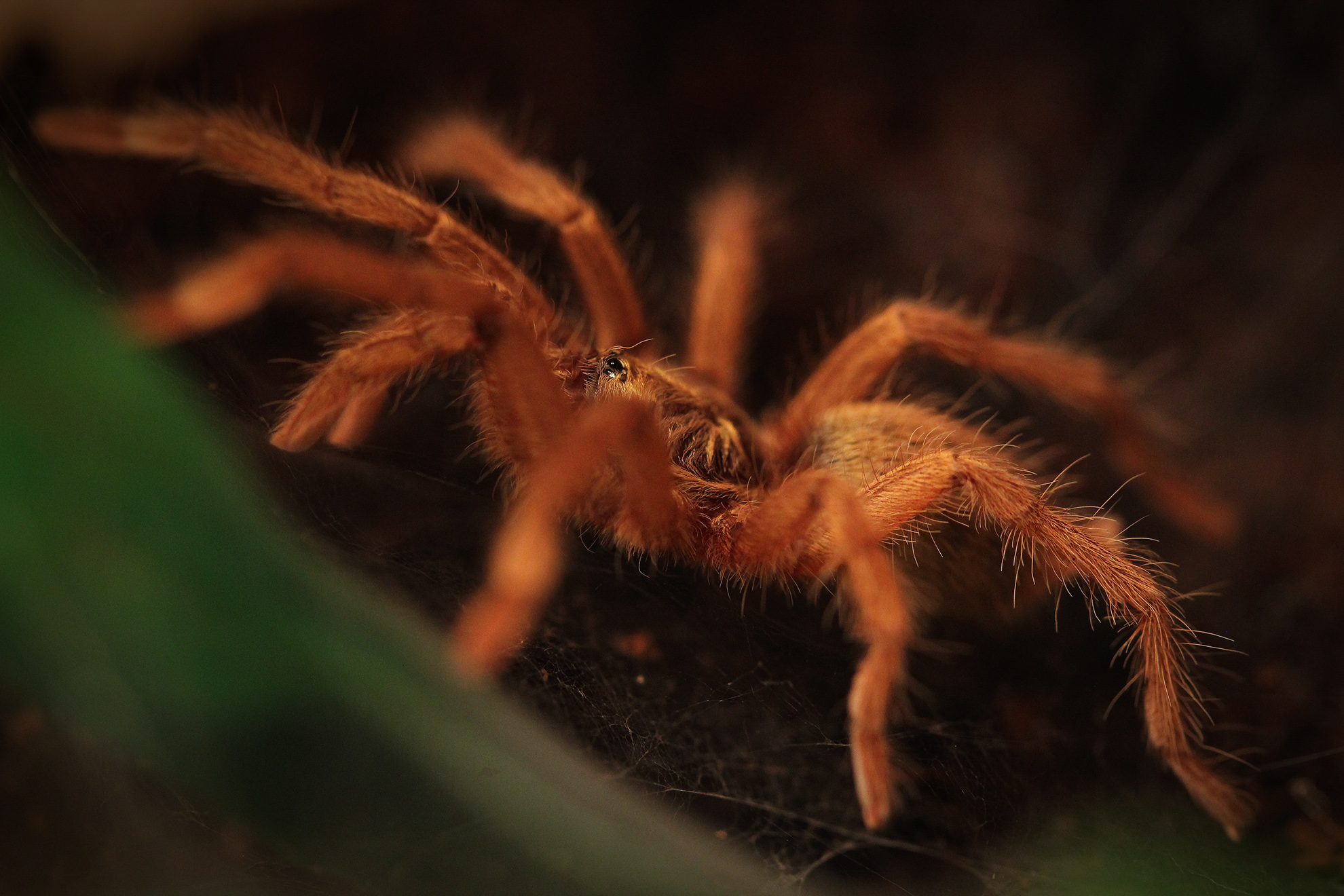 Пауки видео. Araneus alsine паук. Тарантул Арахнид. Рыжий паук. Большой рыжий паук.