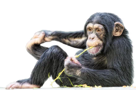A chimpanzee sitting playfully, munching on a piece of greenery against a white background. This HD image serves as an engaging PC desktop wallpaper and background.