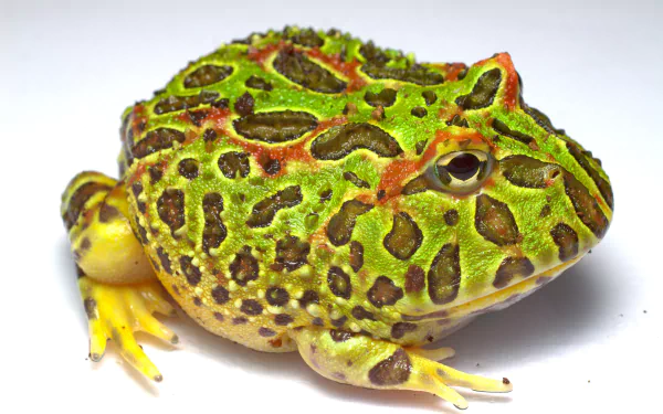 Animal pac-man frog HD Desktop Wallpaper | Background Image