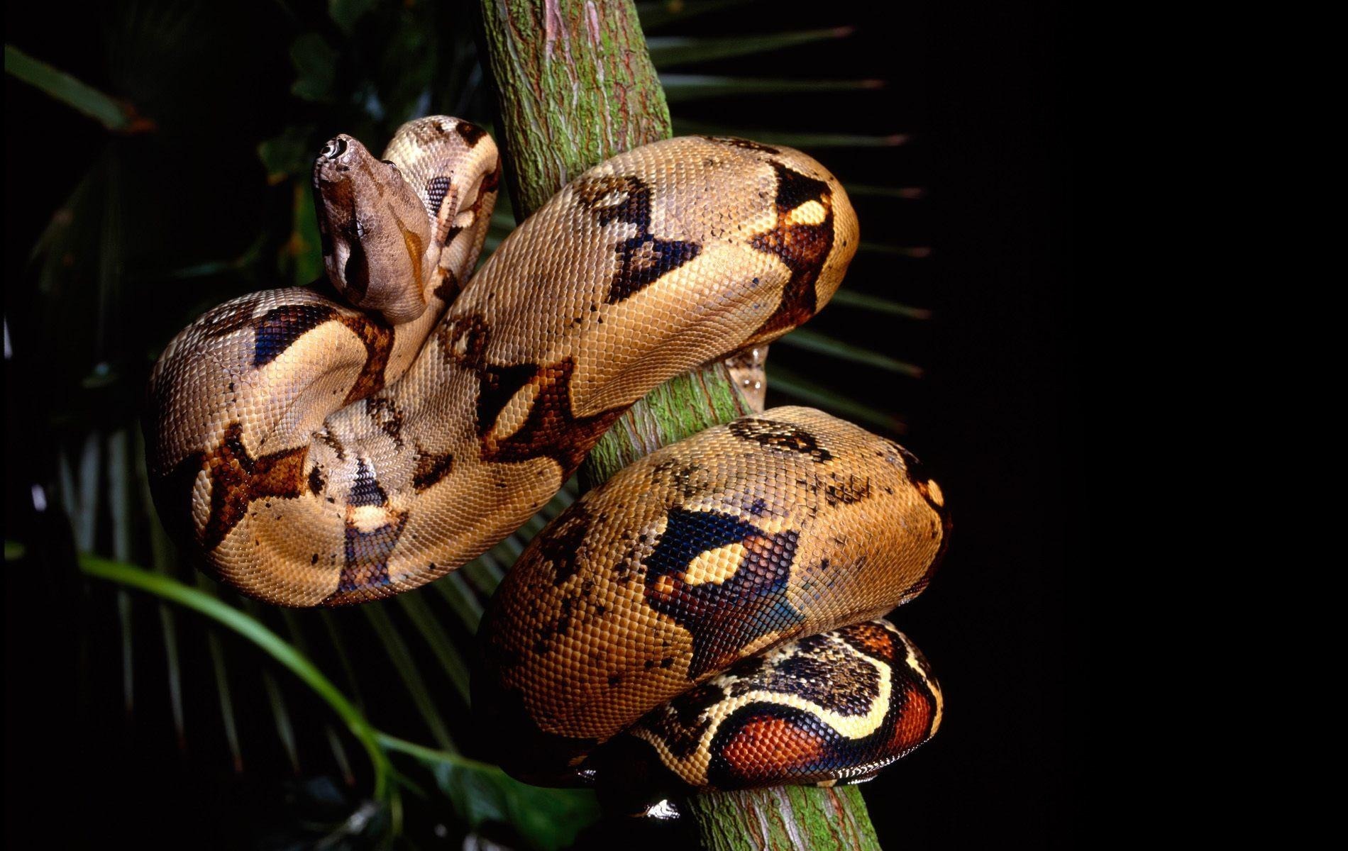 Download Snake Animal Python Wallpaper