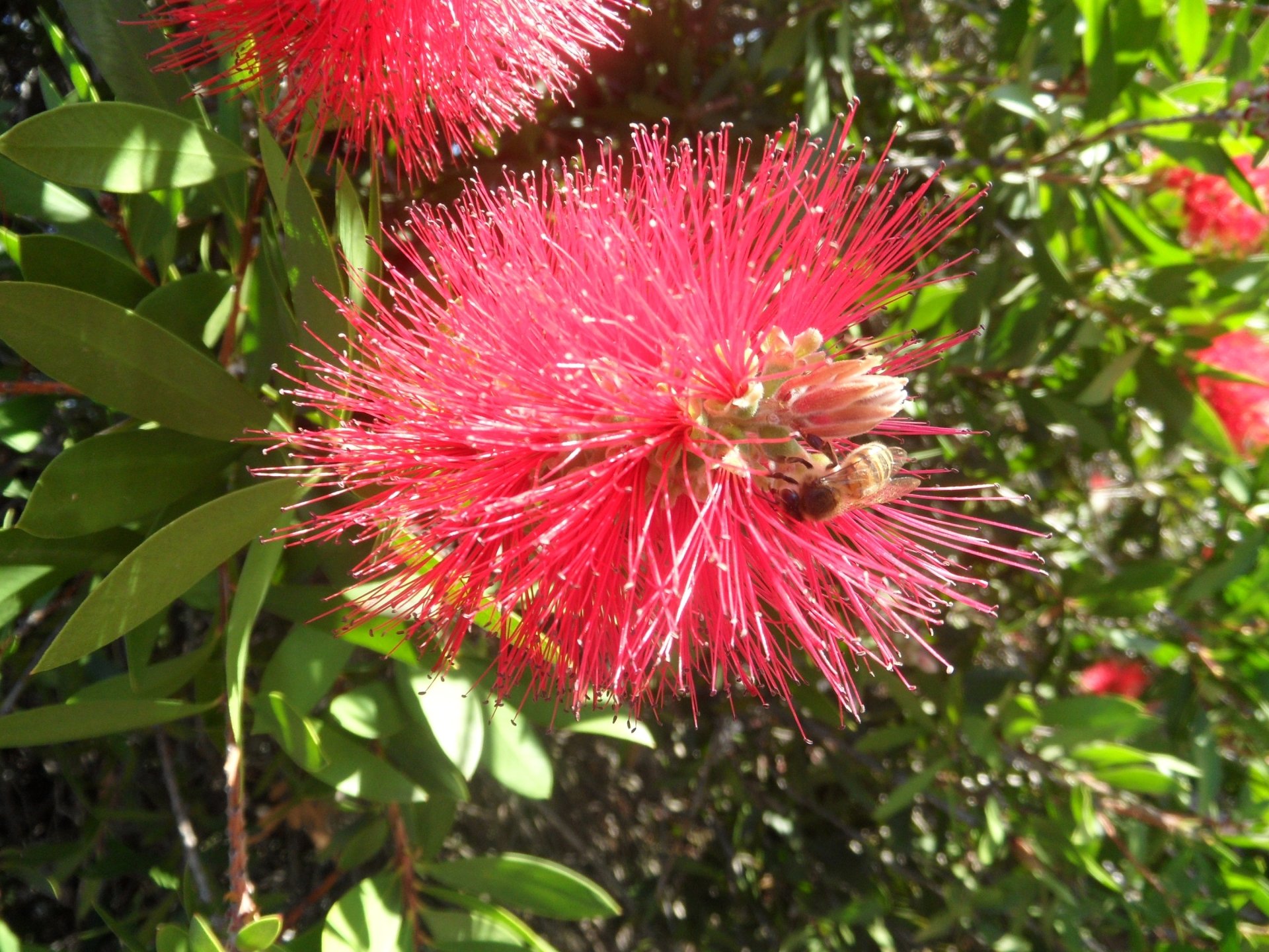 Download Flower Bee Nature Bottlebrush HD Wallpaper