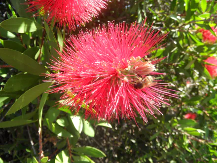 flower bee nature bottlebrush HD Desktop Wallpaper | Background Image