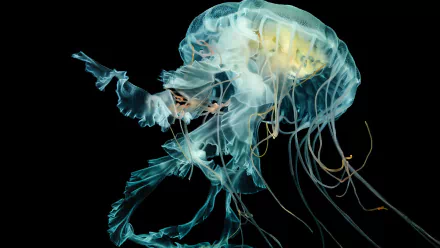 Animal jellyfish HD Desktop Wallpaper | Background Image