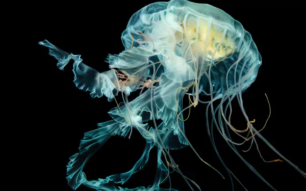 Animal jellyfish HD Desktop Wallpaper | Background Image
