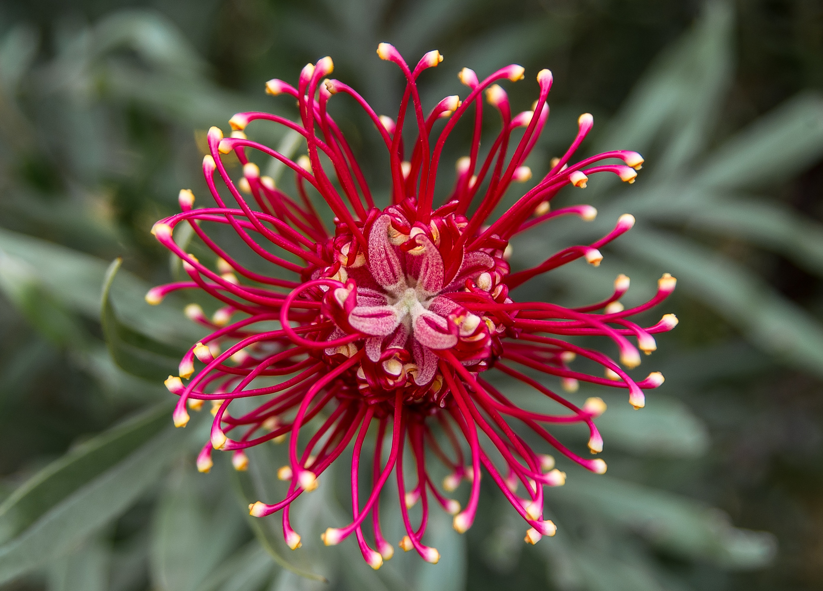 Download Plant Nature Red Flower Flower Grevillea HD Wallpaper By Sandid   667994 