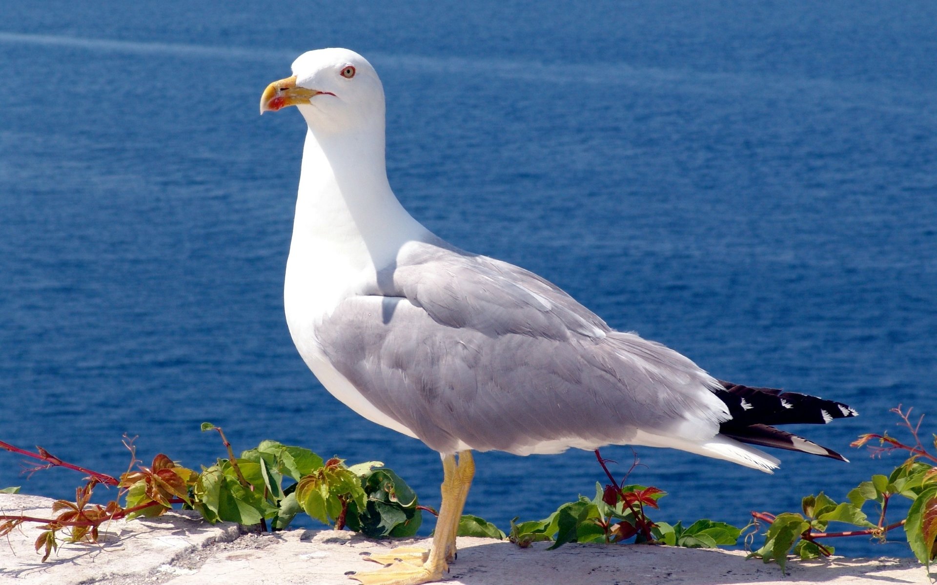 Download Bird Animal Seagull HD Wallpaper by Angelika