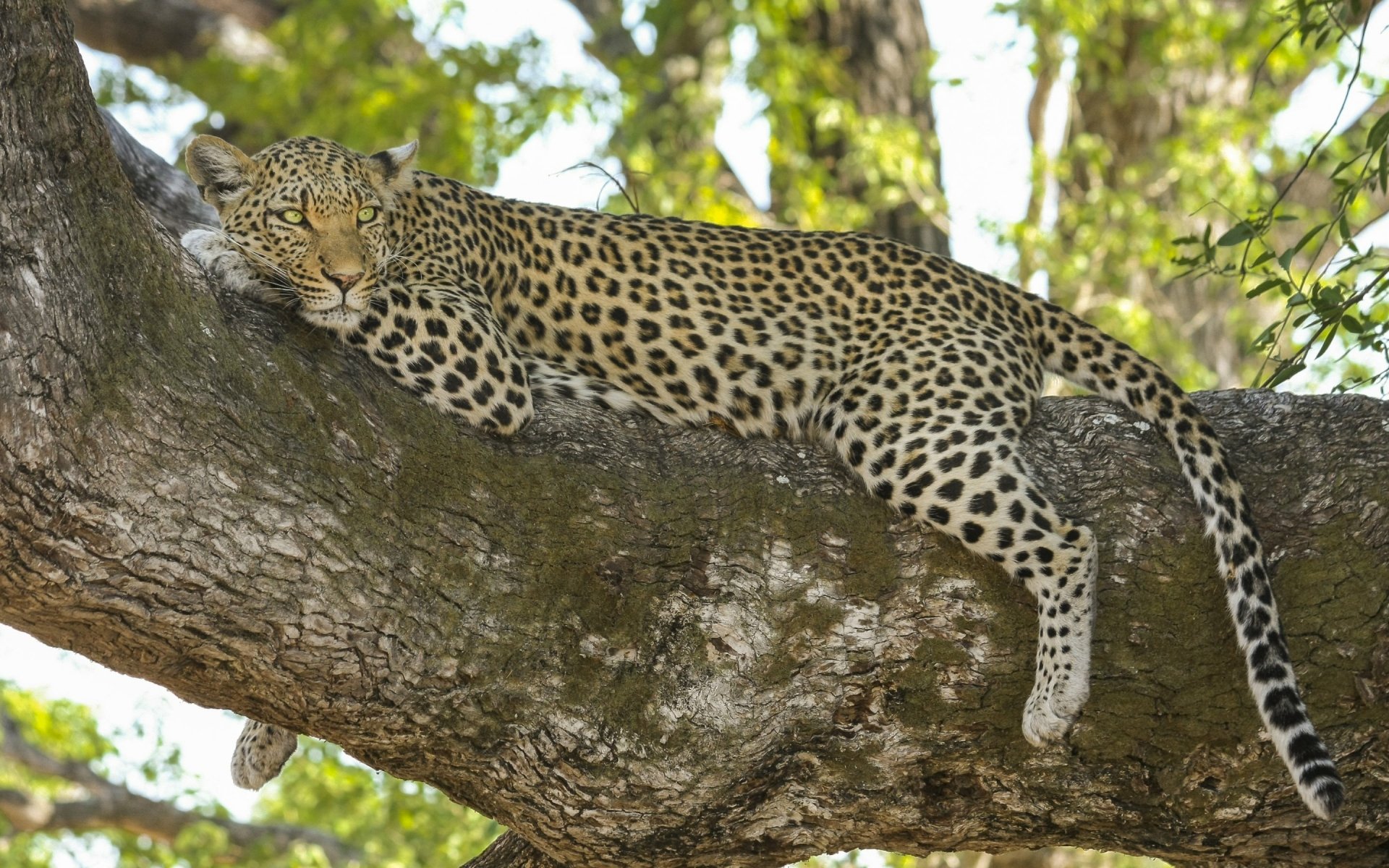 A wildcat leopard resting on a tree branch with a blurred bokeh background, captured in HD for a desktop wallpaper and animal-themed display.