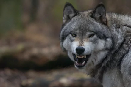 snarl Animal wolf HD Desktop Wallpaper | Background Image