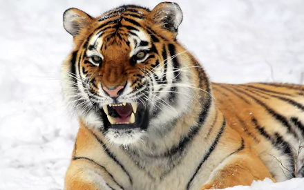Close-up HD desktop wallpaper of a snarling wildcat tiger lying on snow, showcasing its fierce expression and striking stripes.