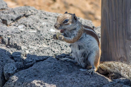 barbary ground squirrel Animal squirrel HD Desktop Wallpaper | Background Image