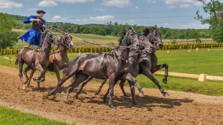 A dynamic scene of a Hungarian horse rider skillfully guiding a team of four horses on a dirt track, captured in vibrant 4K Ultra HD detail, showcasing the art of horse riding.