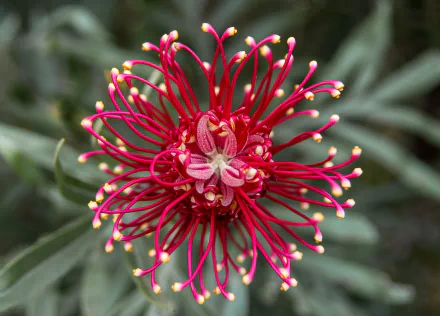  Grevillea also known as Spider Flower by sandid