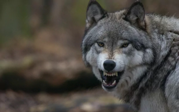 Close-up of a snarling wolf in a natural setting, captured in 4K Ultra HD for a striking PC desktop wallpaper and background.