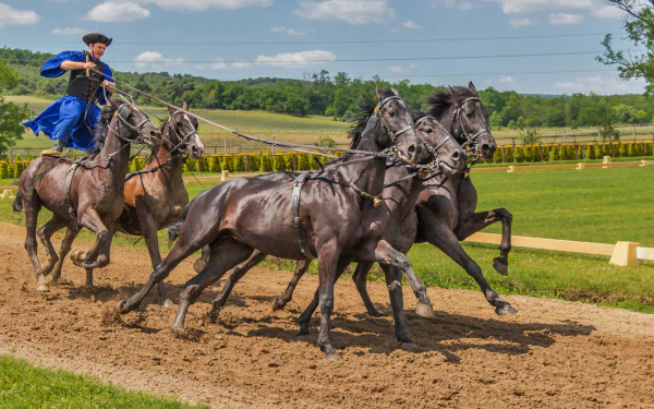 A dynamic scene of a Hungarian horse rider skillfully guiding a team of four horses on a dirt track, captured in vibrant 4K Ultra HD detail, showcasing the art of horse riding.