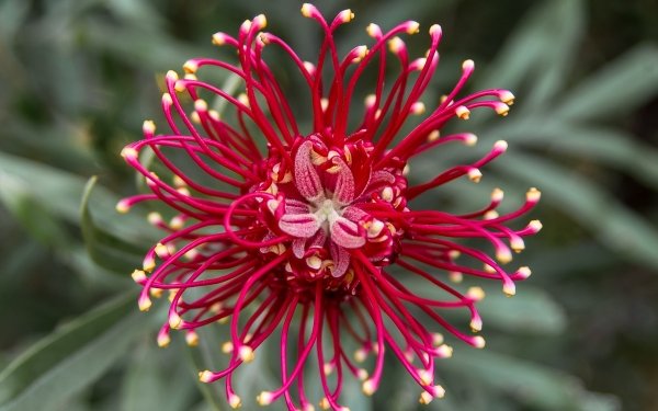 Earth Grevillea Flower Red Flower Nature Plant HD Wallpaper | Background Image