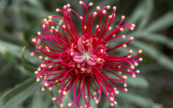  Grevillea also known as Spider Flower by sandid
