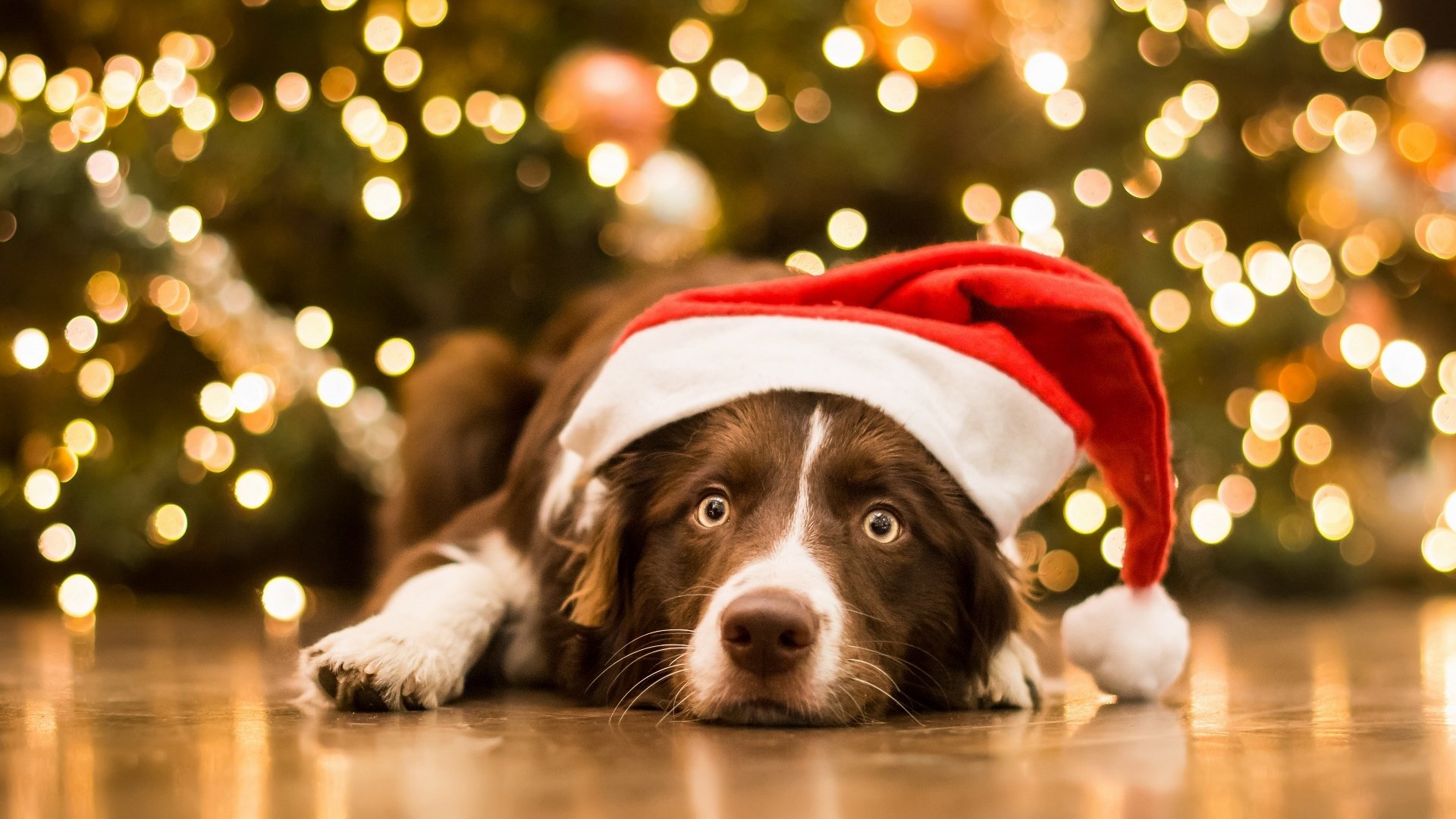 Download Bokeh Santa Hat Dog Animal Border Collie HD Wallpaper