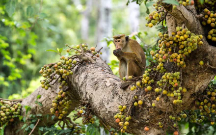 HD PC desktop wallpaper/background: macaque monkey (animal) perched on a fruit-covered tree branch in a lush green forest.