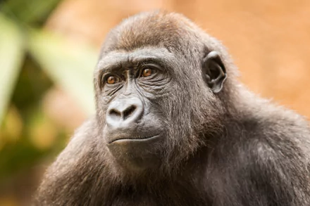 ape monkey Animal gorilla HD Desktop Wallpaper | Background Image