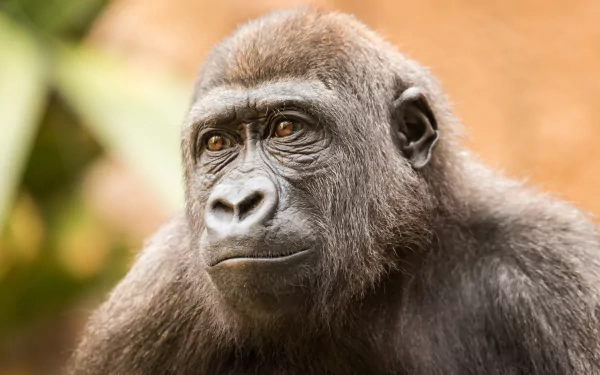 ape monkey Animal gorilla HD Desktop Wallpaper | Background Image