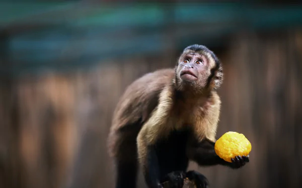 capuchin Animal monkey HD Desktop Wallpaper | Background Image