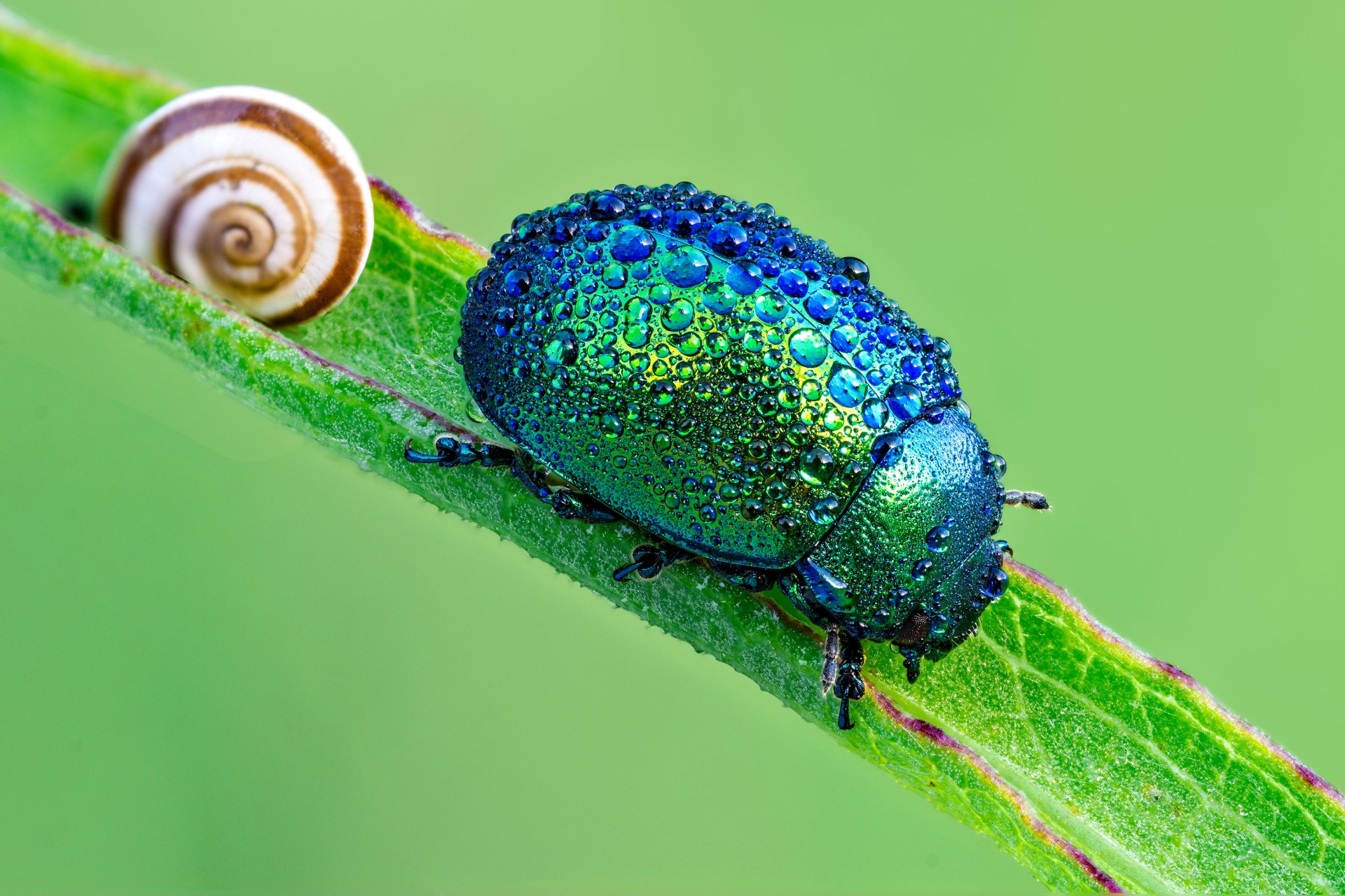 Iridescent, dew-covered green beetle on a leaf beside a small spiral snail shell — 2K Quad HD PC desktop wallpaper background.