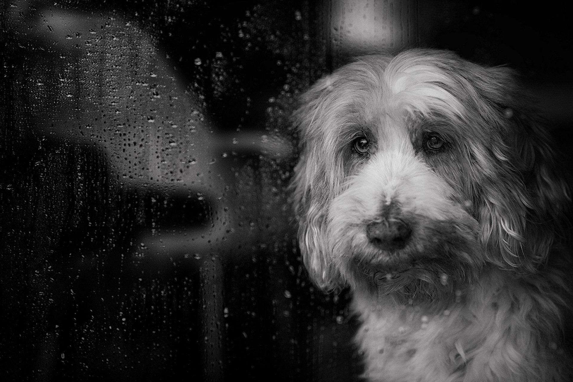 Грустный пес под дождем
