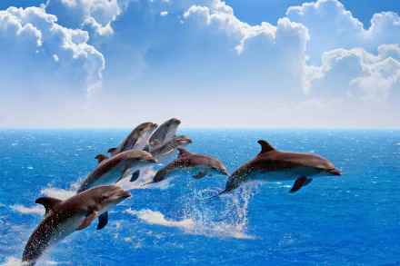 Animal dolphin HD Desktop Wallpaper | Background Image