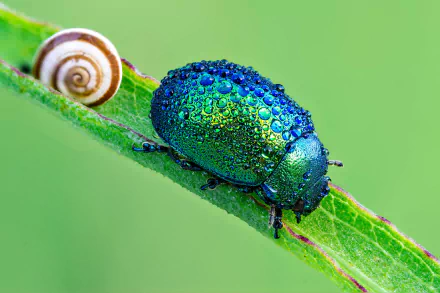 Animal beetle HD Desktop Wallpaper | Background Image