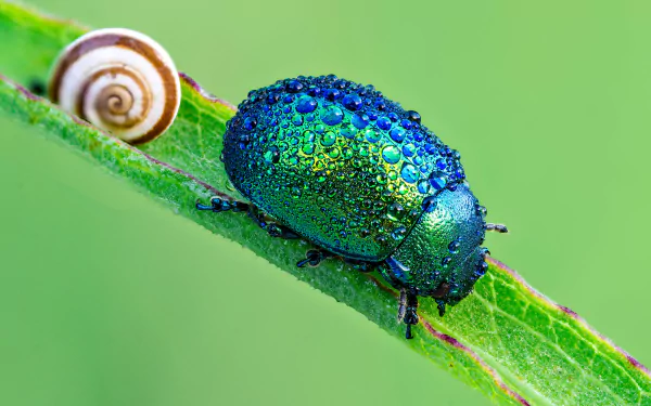 Animal beetle HD Desktop Wallpaper | Background Image