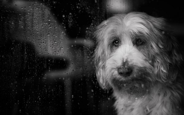 Animal Dog Dogs Black & White Raindrops HD Wallpaper | Background Image