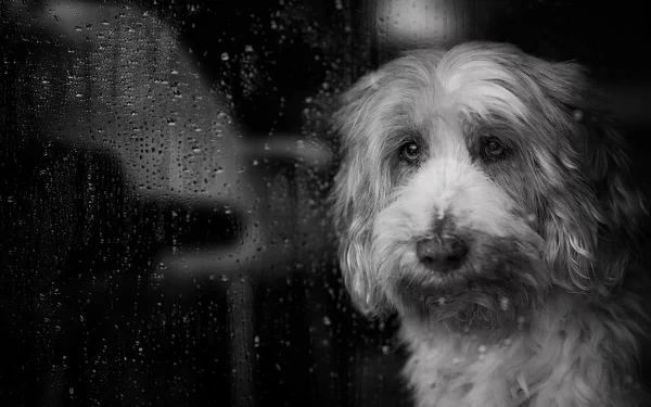 A black and white image of a dog gazing thoughtfully through a rain-speckled window, capturing the essence of the moment with a serene atmosphere.