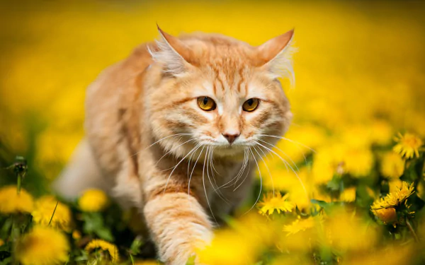 A playful orange cat prowls through a vibrant field of dandelions, surrounded by a soft bokeh effect, capturing the essence of spring in this HD desktop wallpaper.