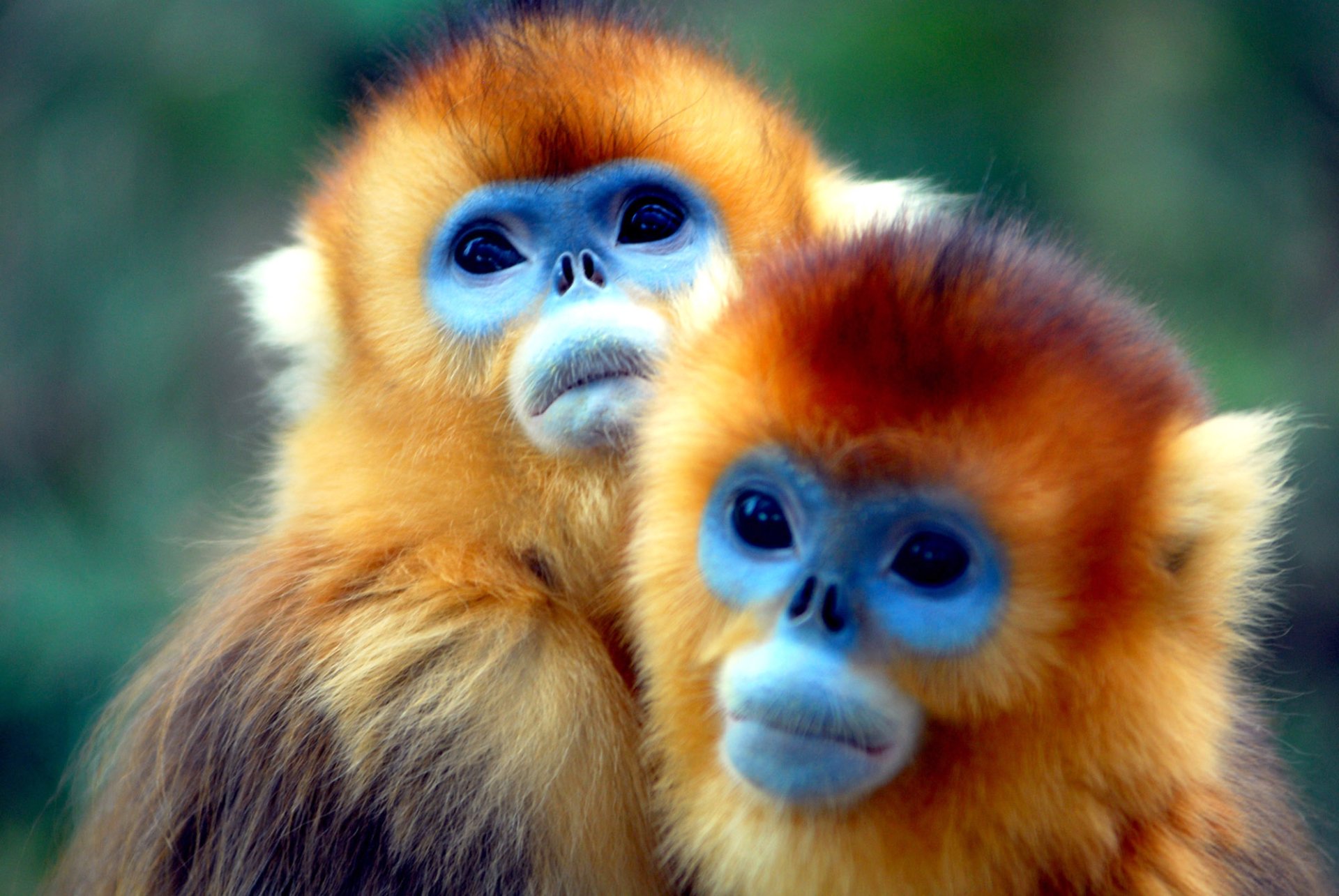 HD PC desktop wallpaper of two golden snub-nosed monkeys with vivid orange fur and blue faces against a soft, blurred green background.