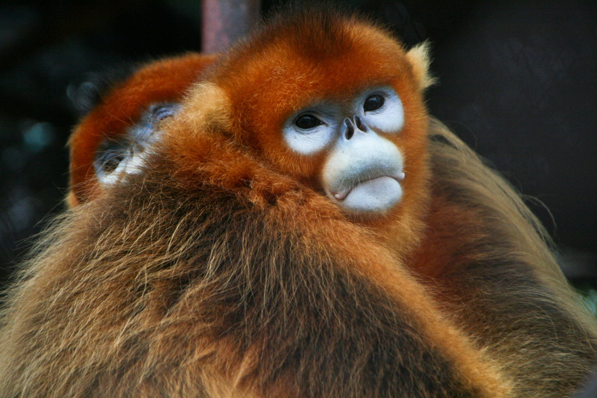 Download Animal Golden Snub-nosed Monkey HD Wallpaper