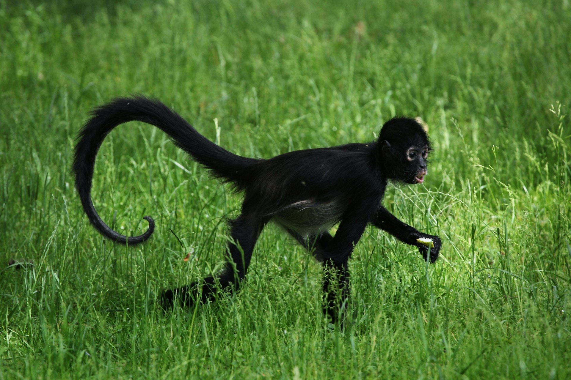 Download Spider Monkey Animal Monkey HD Wallpaper