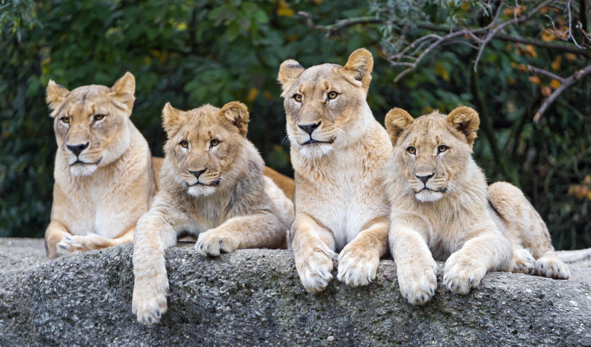 A group of four lions resting on a rock with lush greenery in the background, captured in stunning 4K Ultra HD for a vivid PC desktop wallpaper.