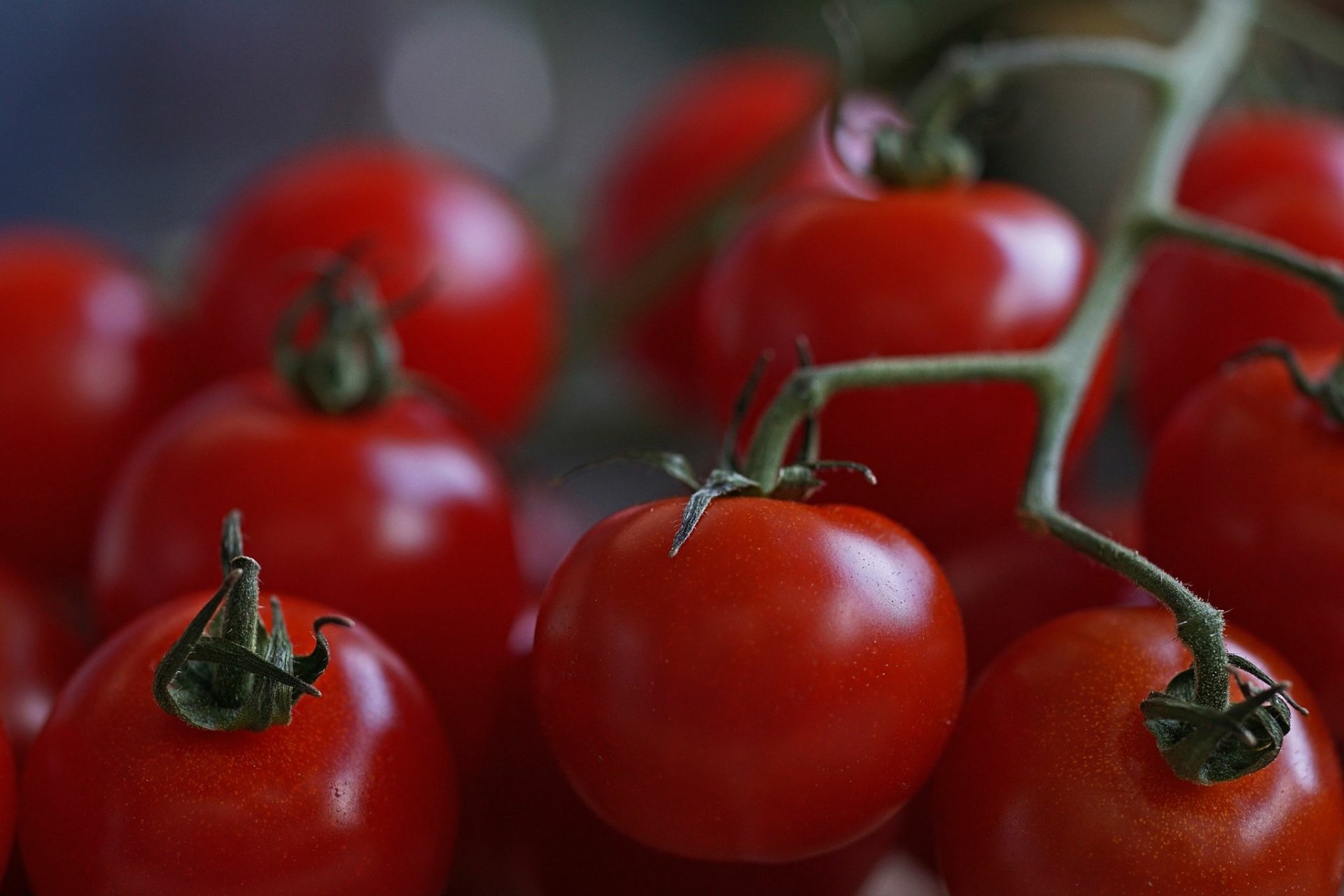 Download Red Food Tomato HD Wallpaper