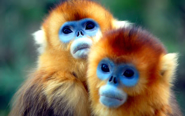 Animal Golden snub-nosed monkey HD Desktop Wallpaper | Background Image