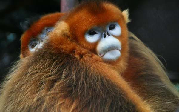 Animal Golden snub-nosed monkey HD Desktop Wallpaper | Background Image