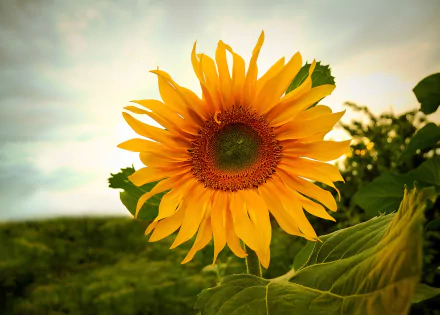 HD PC desktop wallpaper: close-up orange sunflower against a green field and soft sky, vibrant nature background.