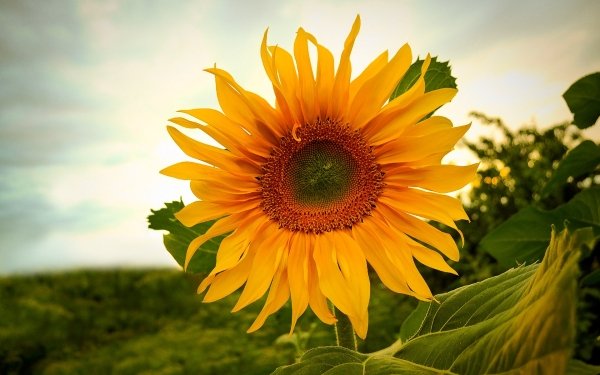 Nature Sunflower Flowers Flower Orange Flower HD Wallpaper | Background Image
