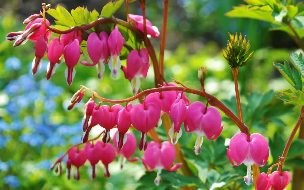 HD desktop wallpaper featuring vibrant pink bleeding heart flowers with lush green leaves and soft bokeh nature background.