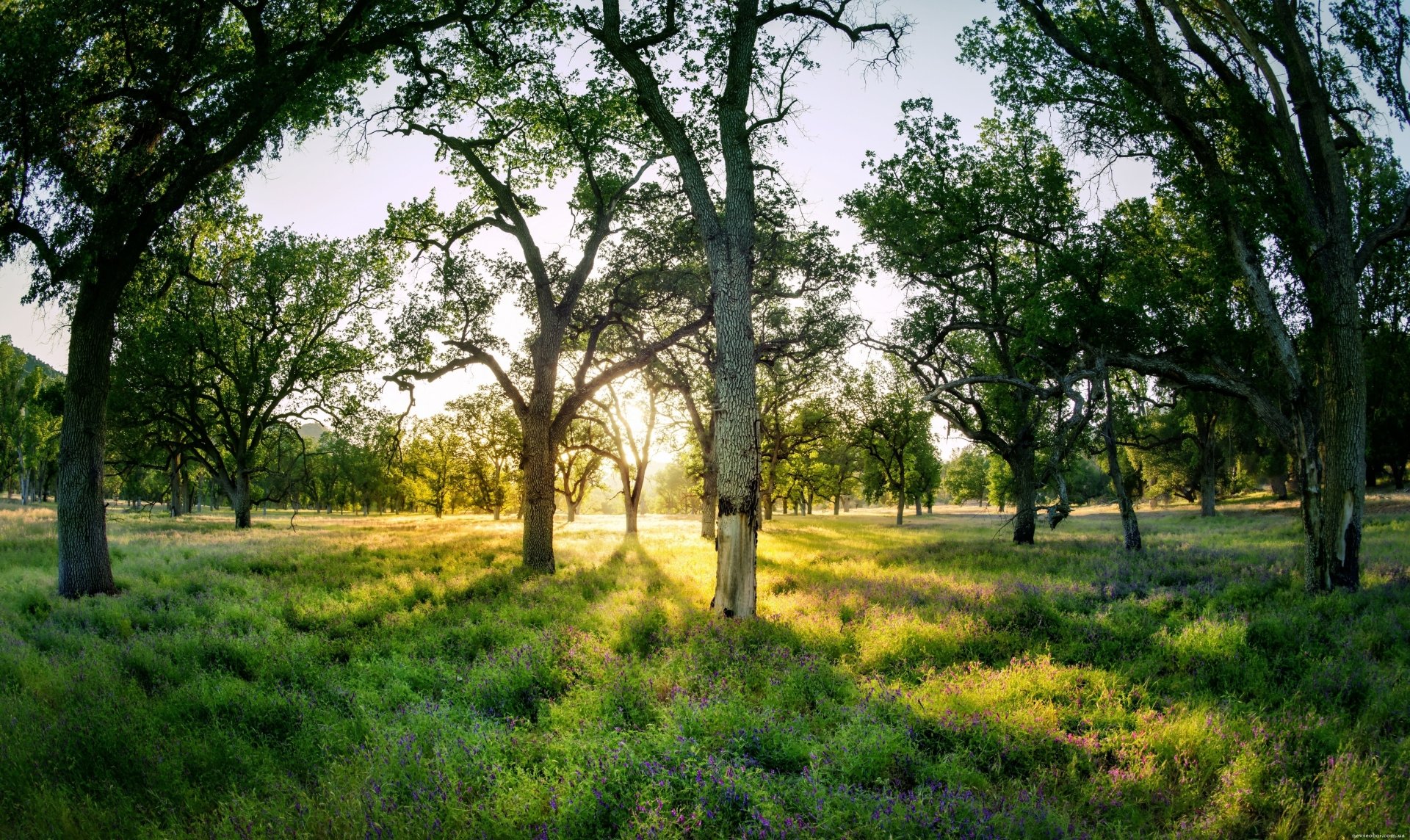 Download Nature Tree 4k Ultra HD Wallpaper by Trey Ratcliff